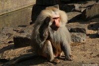 IMG_6931a