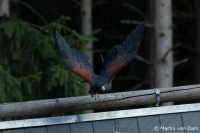 IMG_5020-1-2